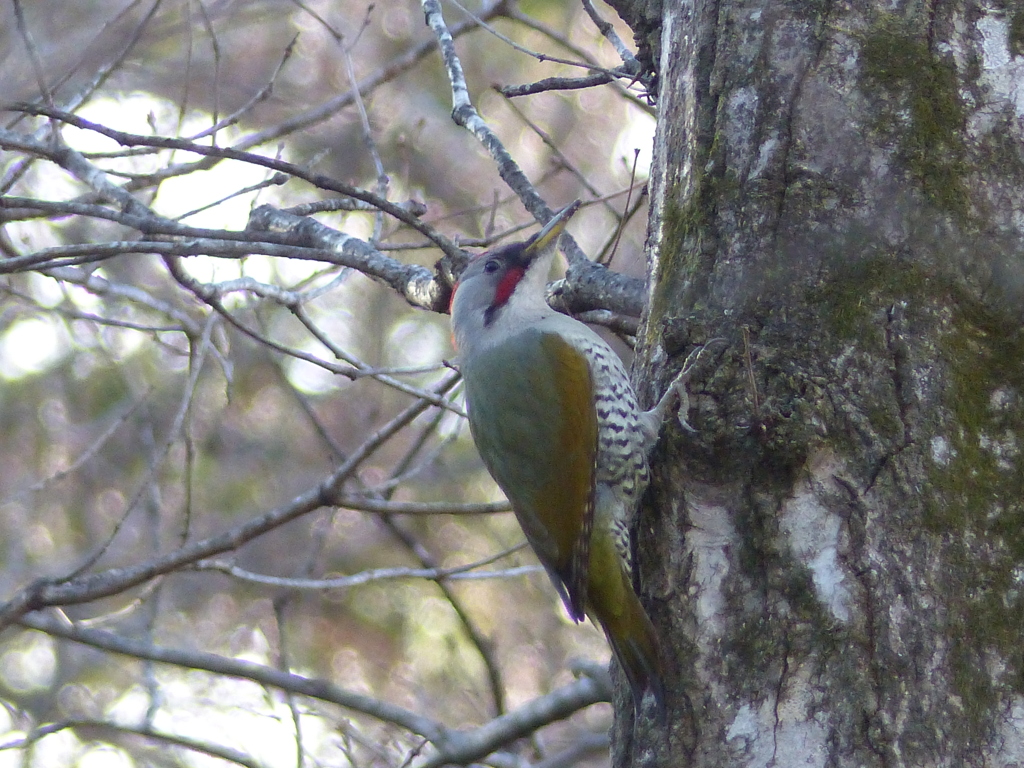 冬の里山で11(アオゲラ)