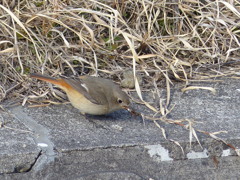 里山の冬鳥たち