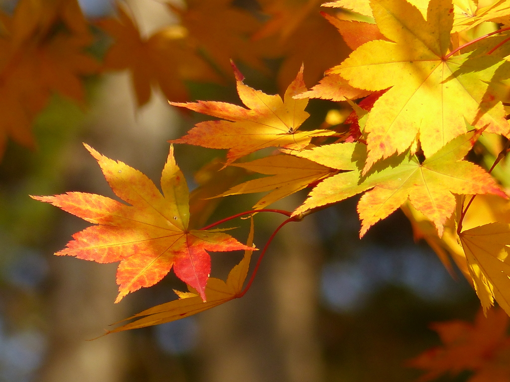 紅葉