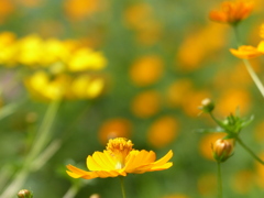 夏の花