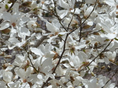 春の花3(コブシ)