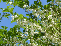 春25(里山の白い花) エゴノキ