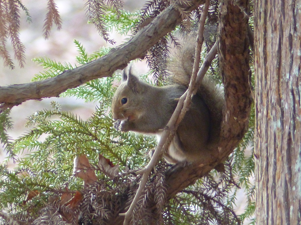 冬の里山で18(リス5)
