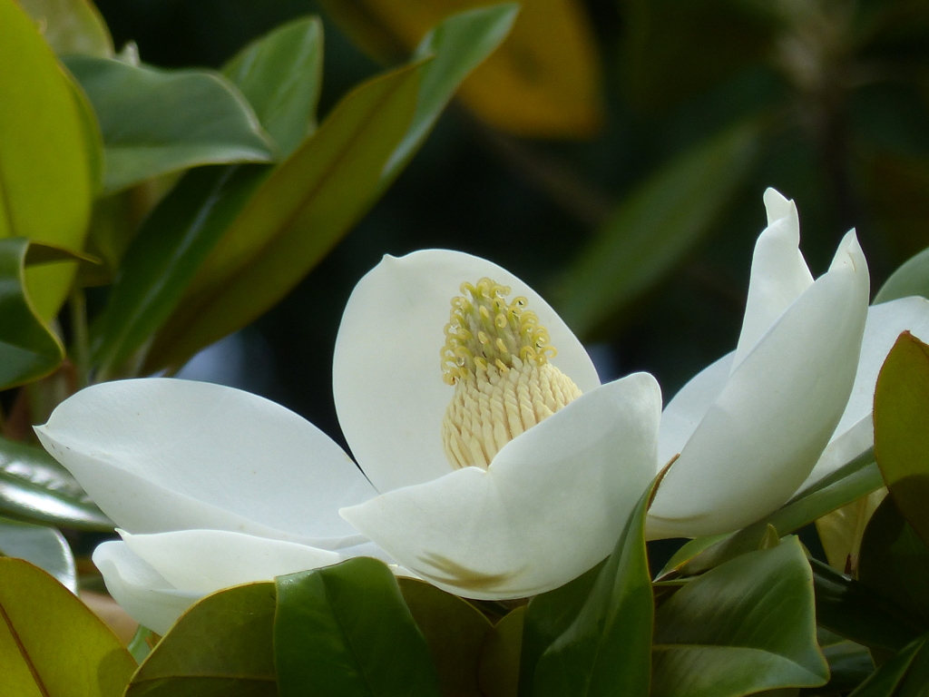 初夏の白い花 By Aqua Id 写真共有サイト Photohito
