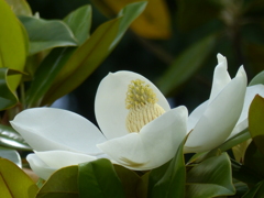 初夏の白い花