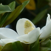 初夏の白い花