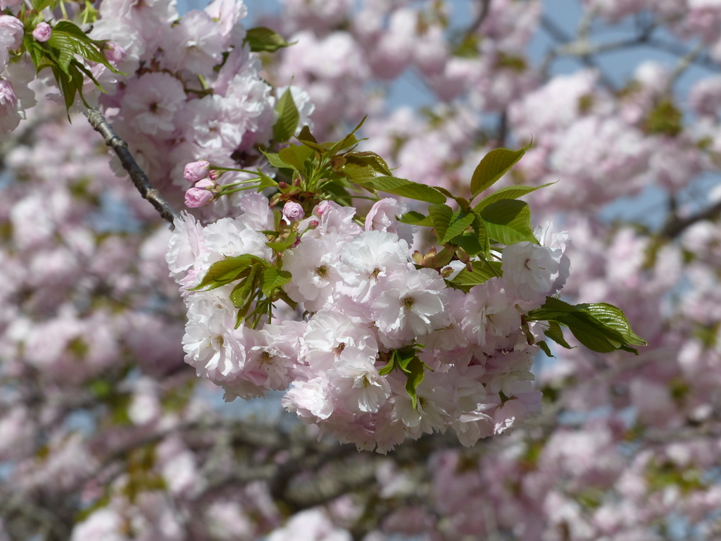 春の花13(桜5)