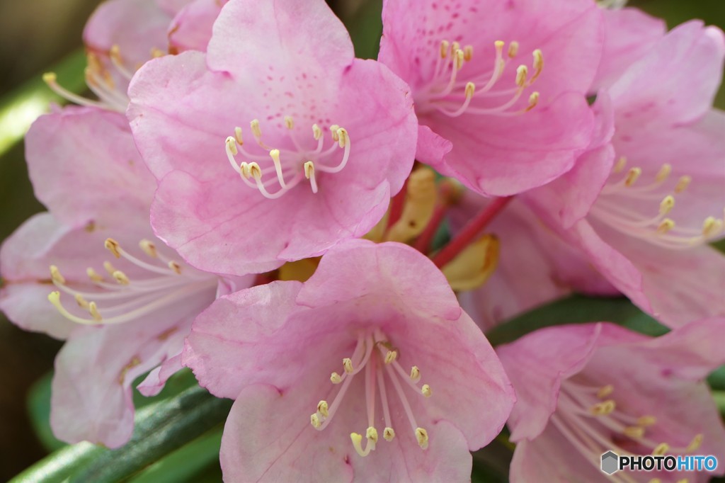 石楠花