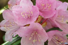 石楠花