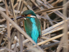 カワセミ