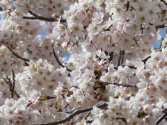 青空と桜