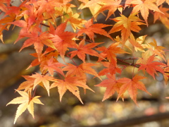 秋の里山で8(紅葉4)