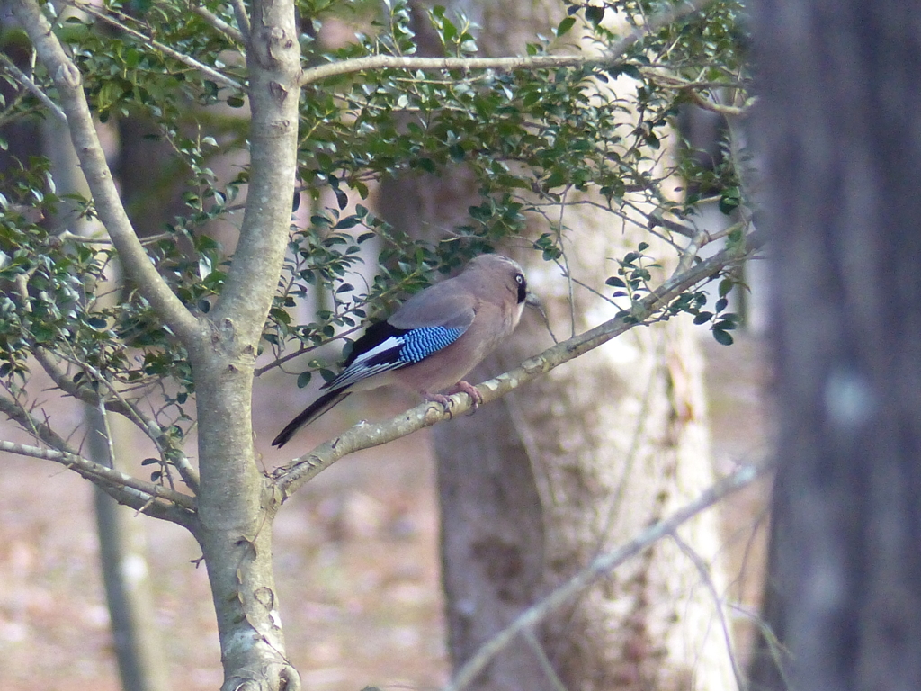 冬の里山で9(カケス)