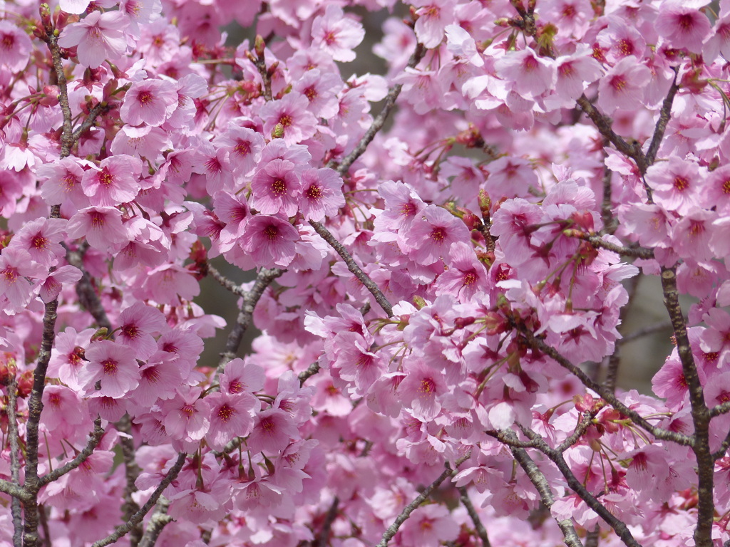 春の花6(桜6)