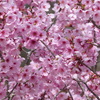 春の花6(桜6)