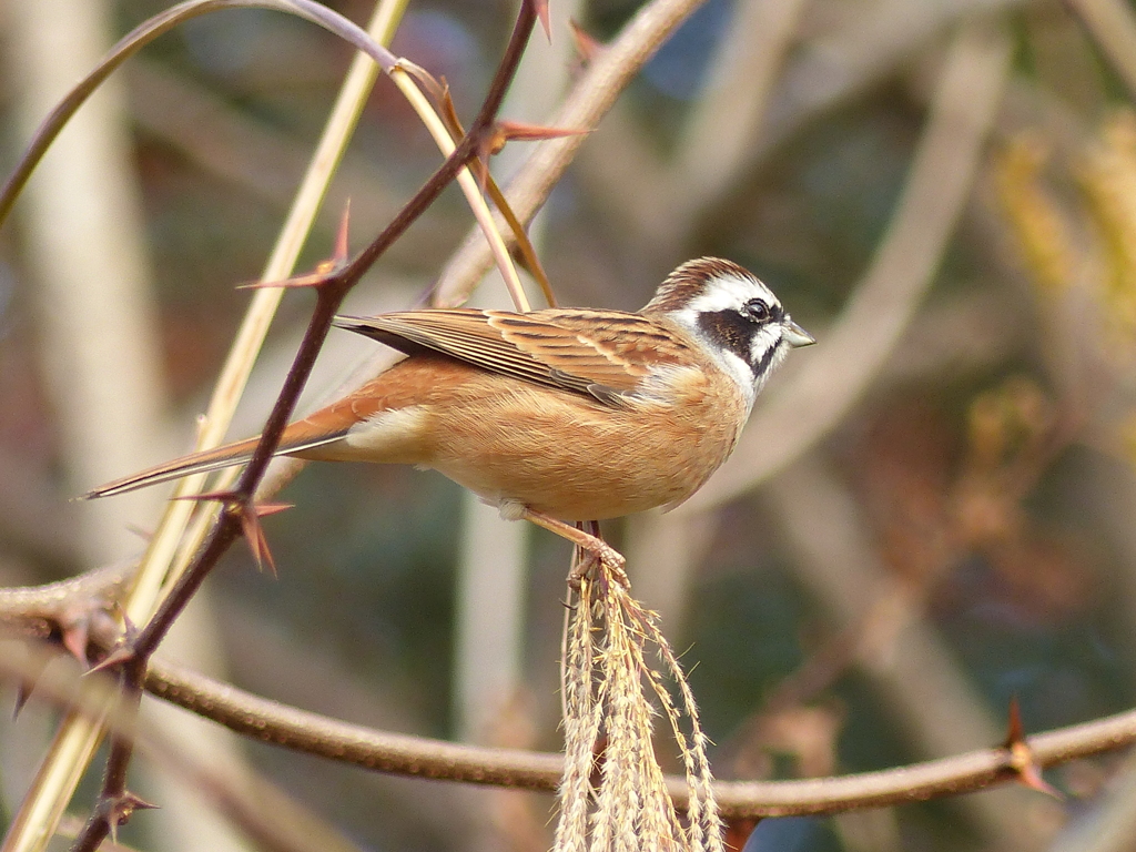 冬の里山で6(ホウジロ  食事中)