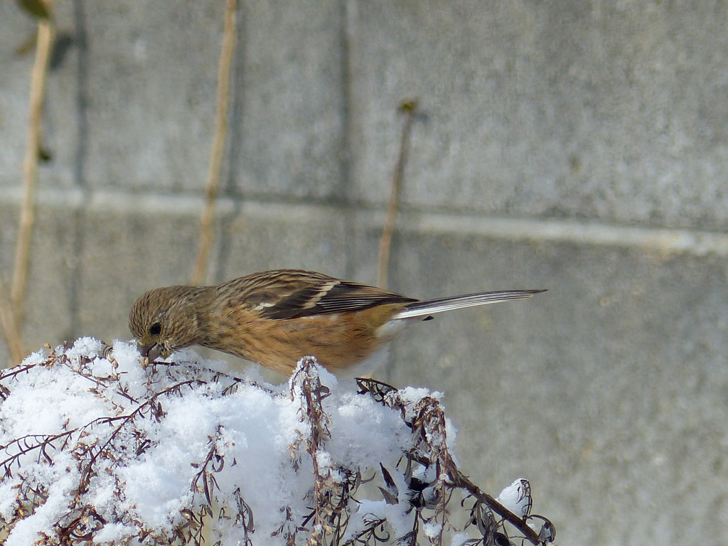 雪の朝(ベニマシコ)