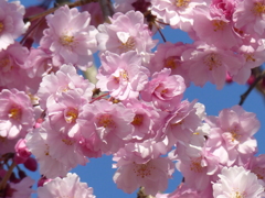 青空と桜