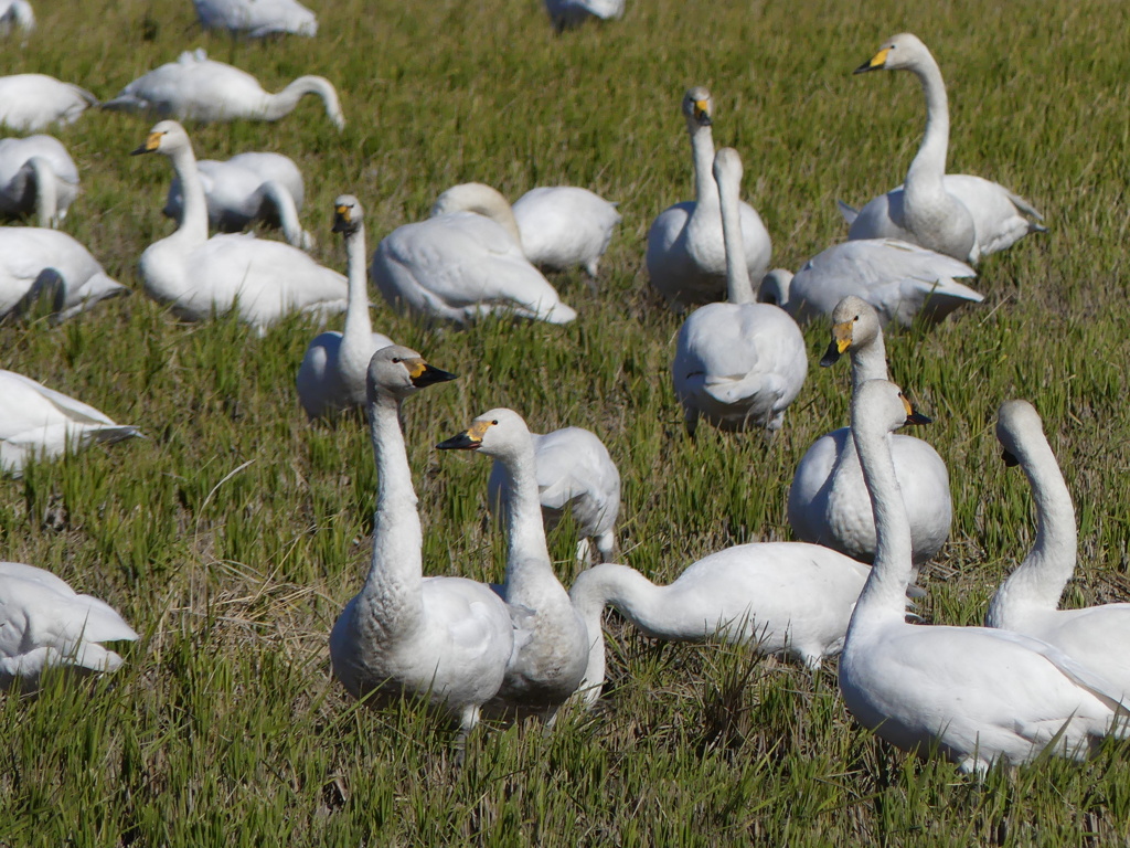 冬の里山で1(いつもの田んぼに白鳥飛来）