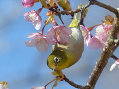 春の里山で6(河津桜とメジロ6)