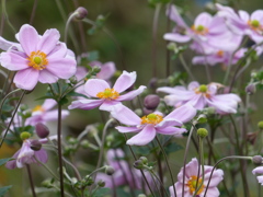 秋の花