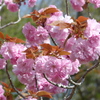春の花6(桜6)