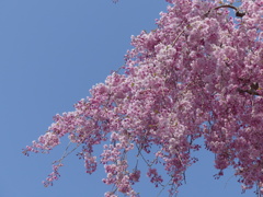 枝垂桜