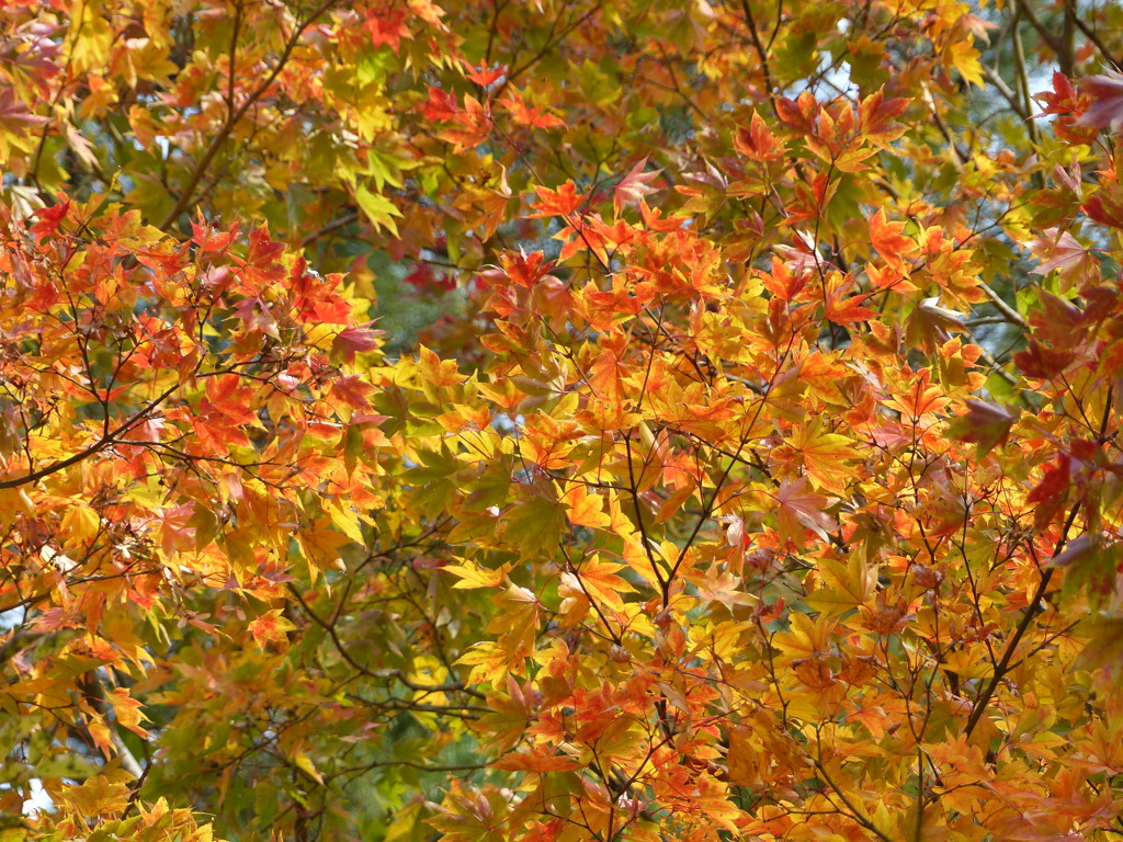 秋の里山で10(紅葉1）