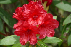 石楠花