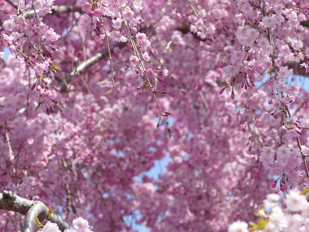 枝垂桜
