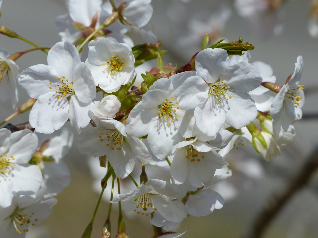 春の花7(桜4)