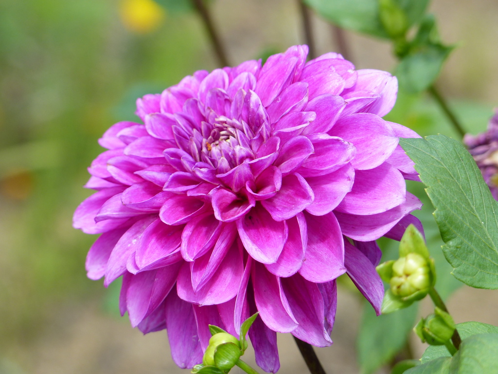 夏の花3(ダリア)