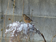 雪の朝(ベニマシコ)