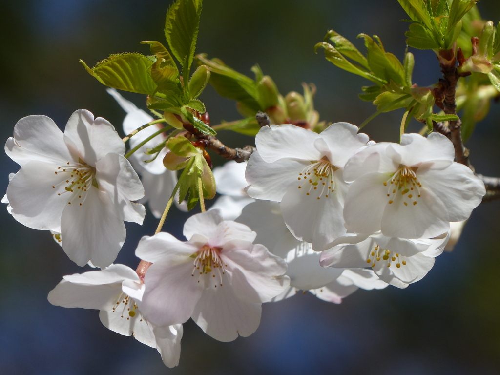 桜
