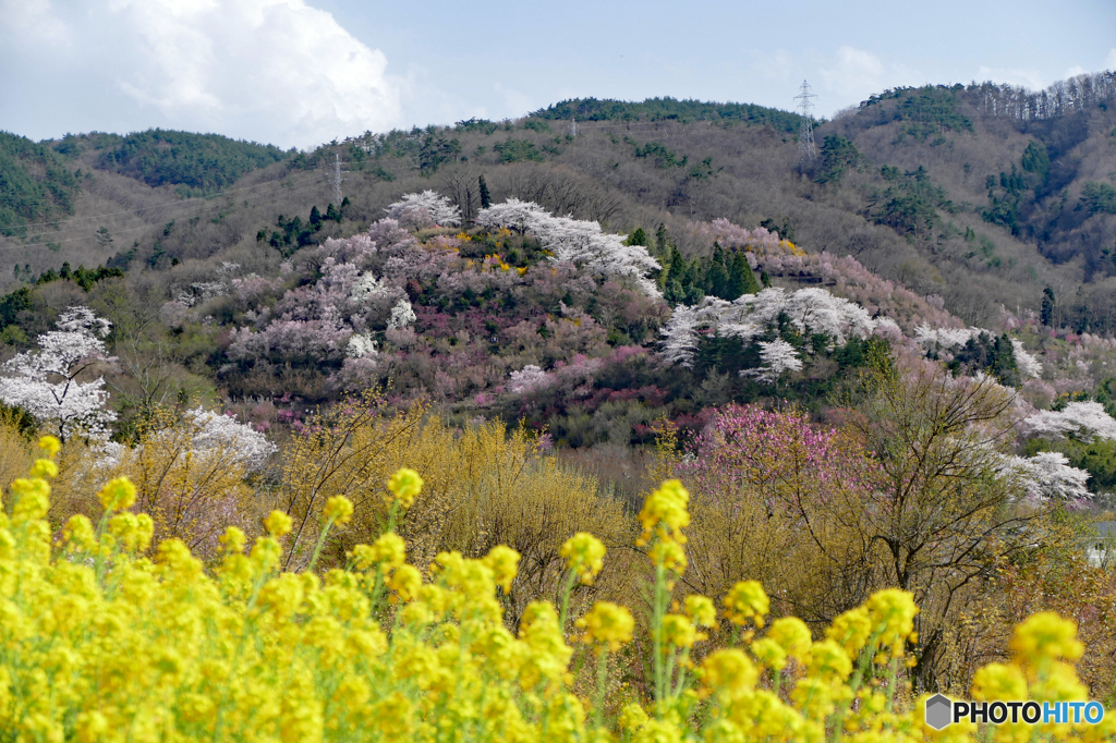 花見山