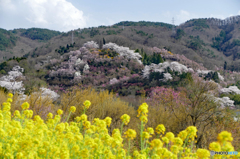 花見山