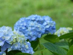 紫陽花