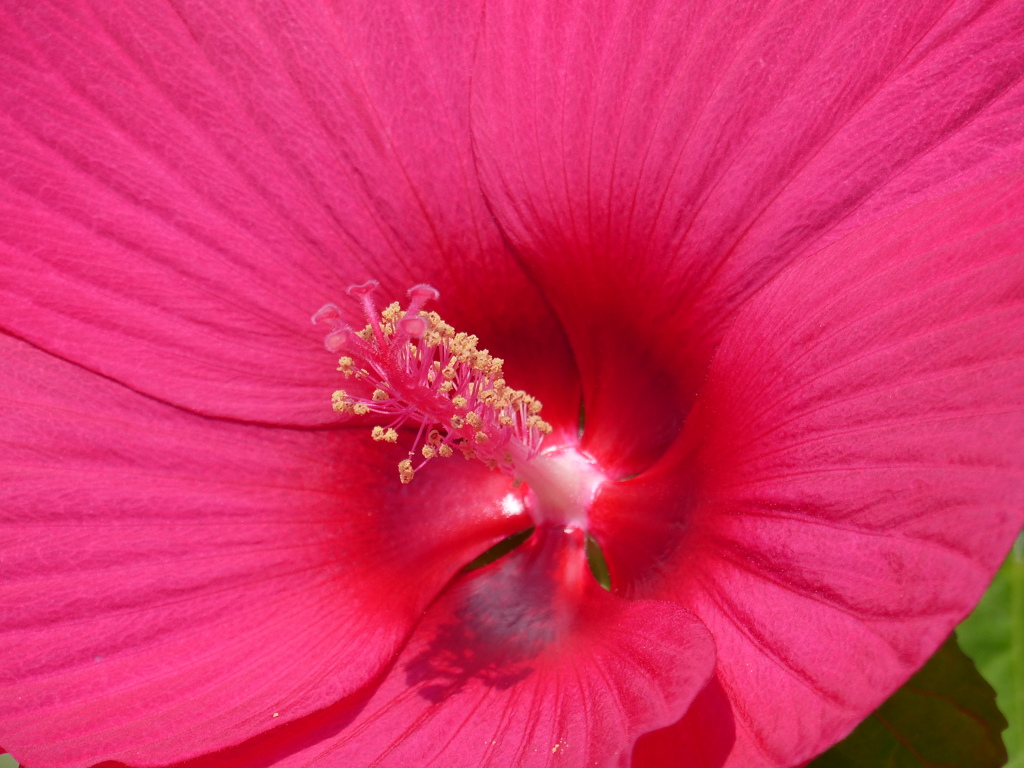 夏の花(アメリカフヨウ）