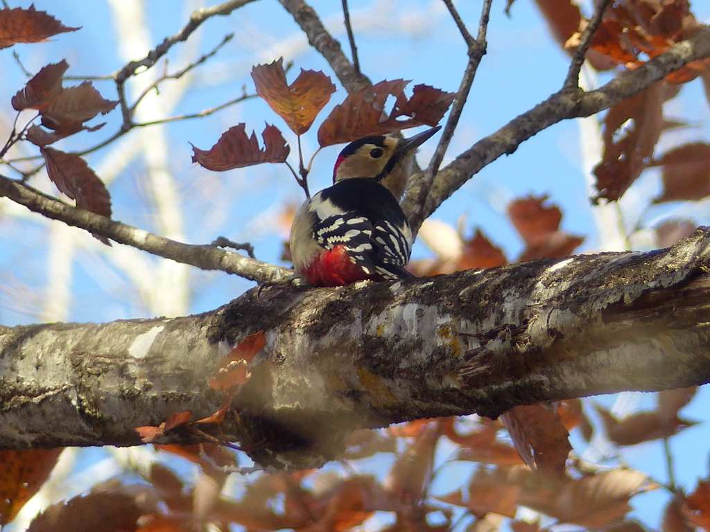 秋の里山で11(アカゲラ)