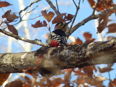 秋の里山で11(アカゲラ)