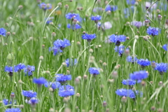 花畑で