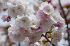 残りの桜を探して 