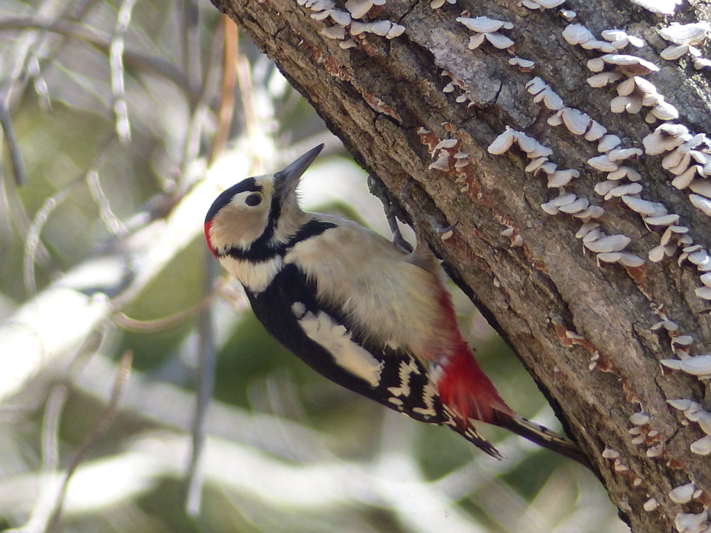 冬の里山で16(アカゲラ）