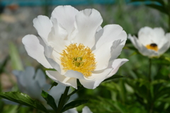 春の花畑で