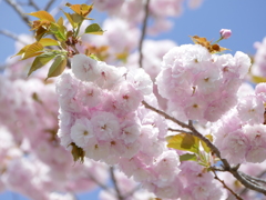 桜