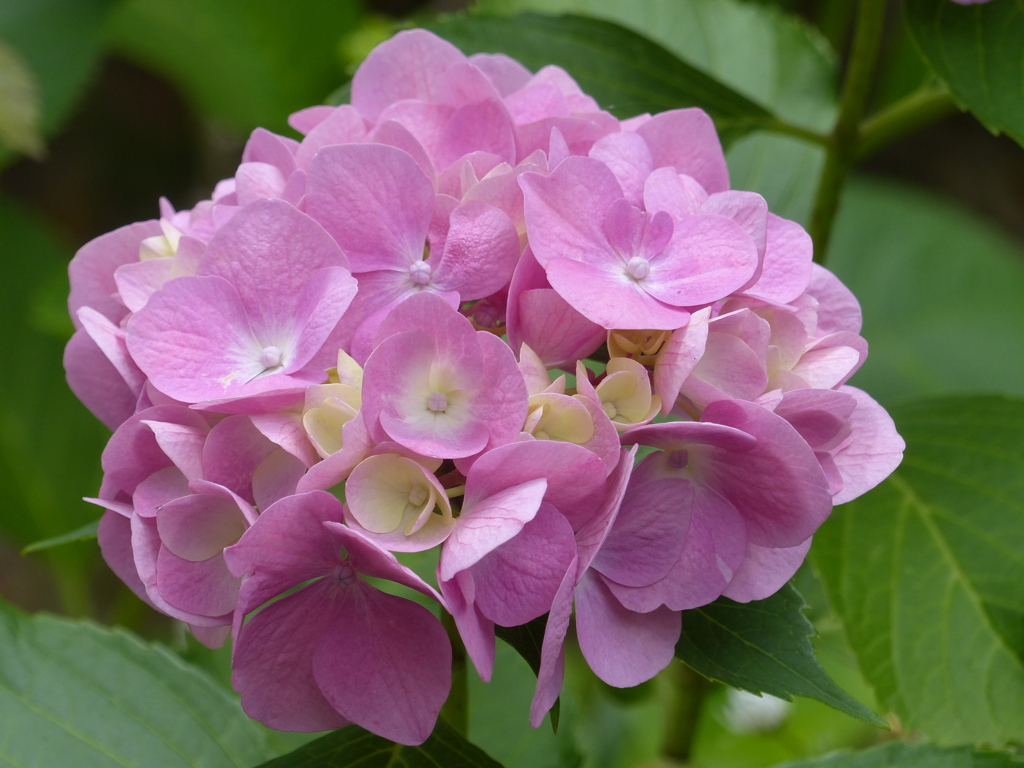 紫陽花