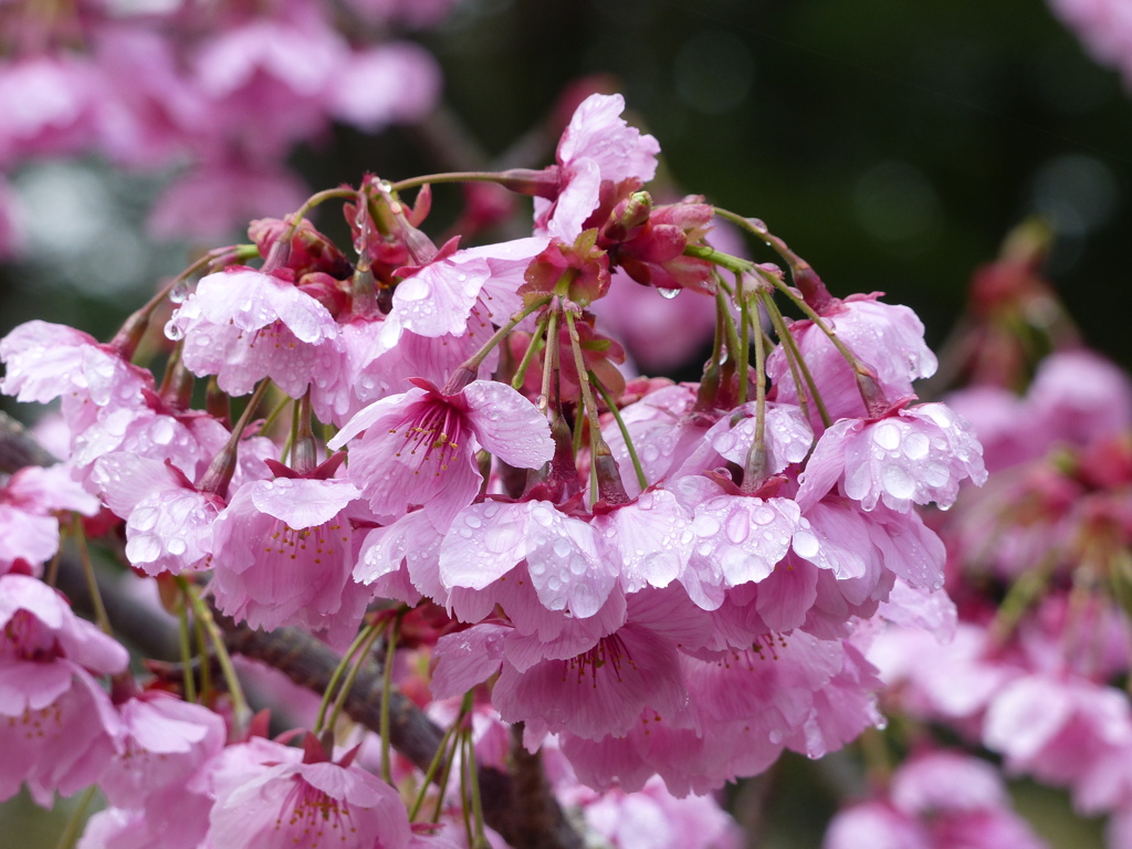 春の花4(桜3)