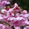 春の花4(桜3)