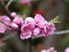 春6(春の花1)
