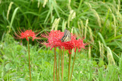 彼岸花とアゲハ